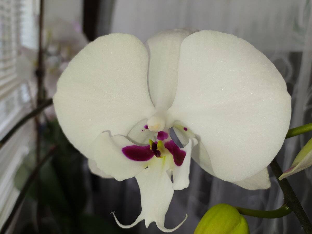 Завораживающая орхидея биг лип