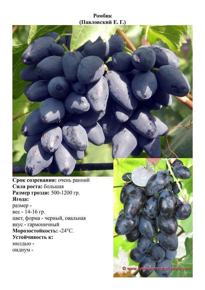 Виноград «Ромбик» — новый ультраскороспелый сорт