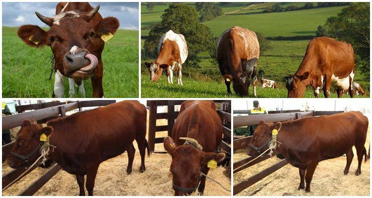 Бестужевская порода коров: описание и характеристика - домашние наши друзья