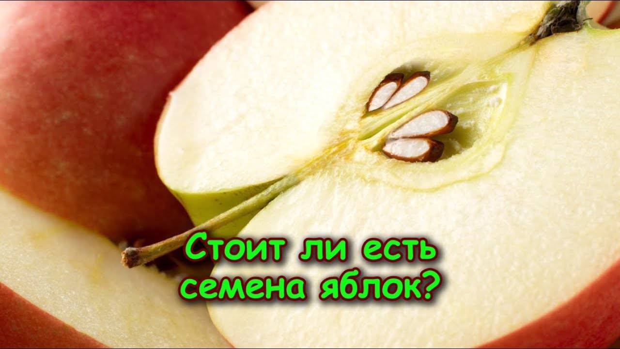 Сколько нужно съесть семян яблока чтоб умереть ❤ your health