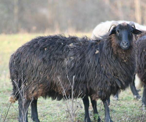 Карачаевская порода овец: основные характеристики и ценность породы
