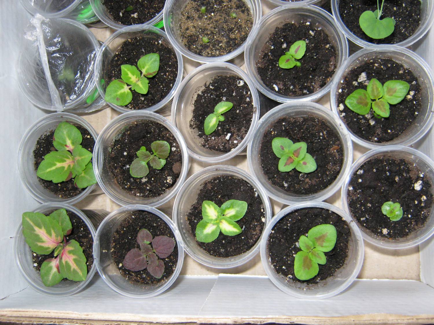 Как посадить колеус из семян в домашних условиях. как правильно ухаживать за колеусом, чтобы сохранить здоровье куста