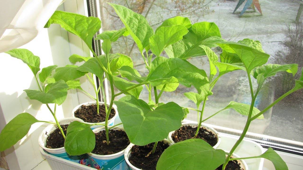 Как правильно посадить рассаду баклажанов в грунт или теплицу