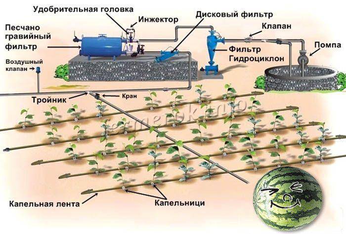 Схема посадки арбузов и дынь в открытом