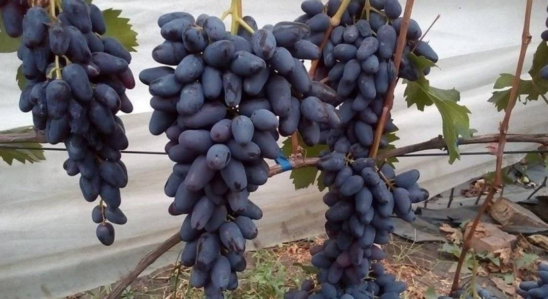 Лучшие сорта винограда без косточек