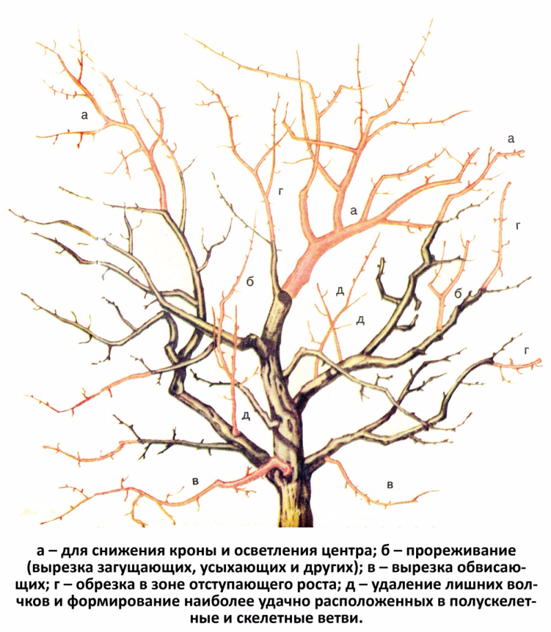 Обрезка абрикоса весной схема