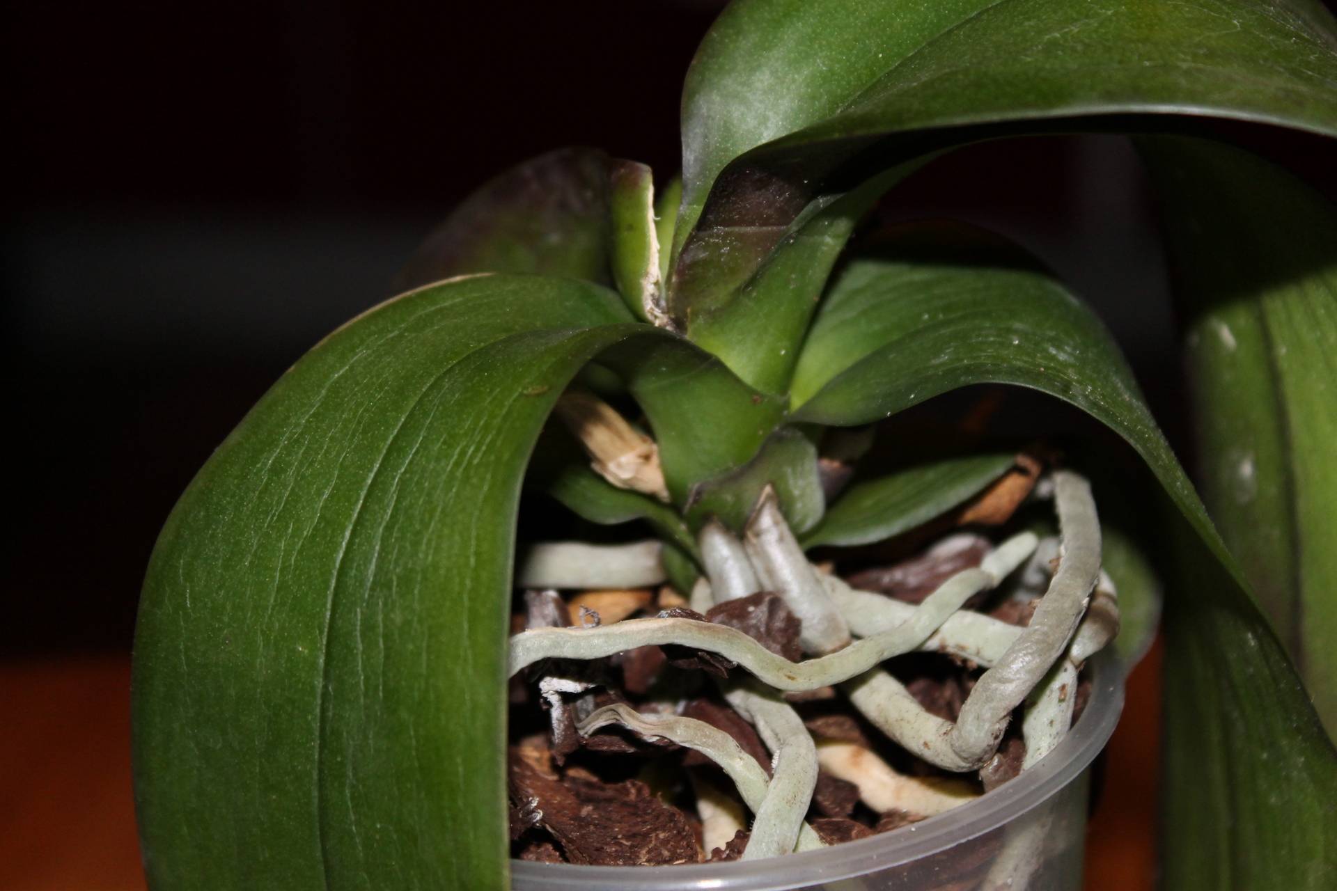 Почему у орхидеи мягкие листья: что делать, если цветок или его детка стали вялыми, от чего растение имеет безжизненный вид, причины ухудшения состояния красавицы