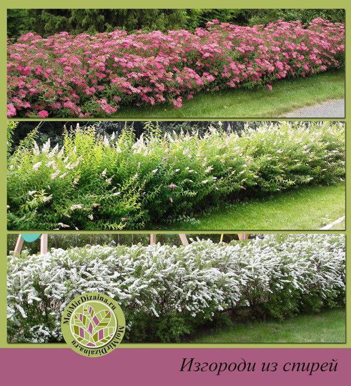 Спирея, или таволга (spiraea) семейство розоцветные, виды и сорта, фото, описание, условия выращивания, уход