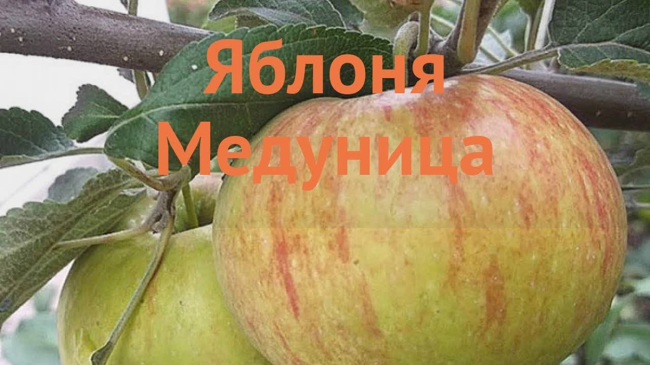 Сорт яблок медуница фото и описание