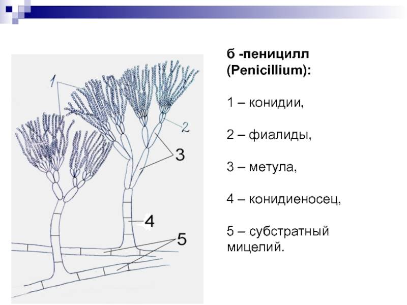 Гриб пеницилл нарисовать