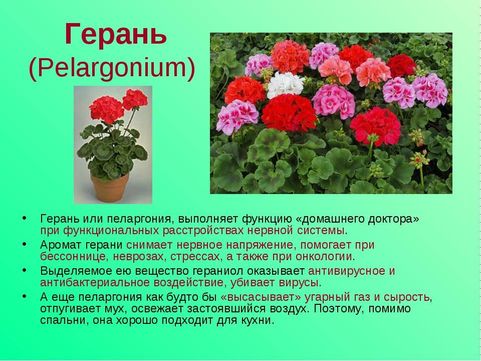 Цветы герани: описание с фото, особенности выращивания и ухода