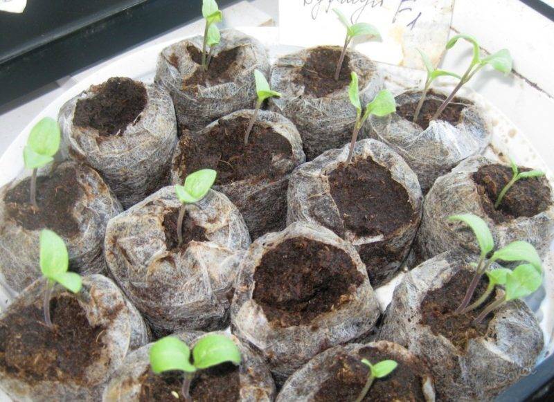 Можно ли высаживать рассаду в торфяных горшочках прямо в грунт?