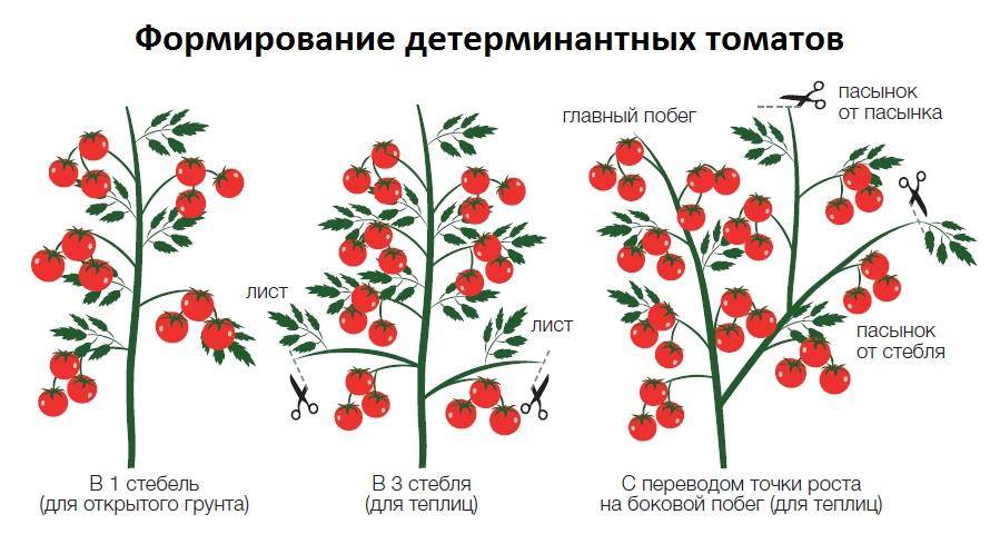 Как формировать помидоры в теплице правильно: схема куста и стебля, фото и видео