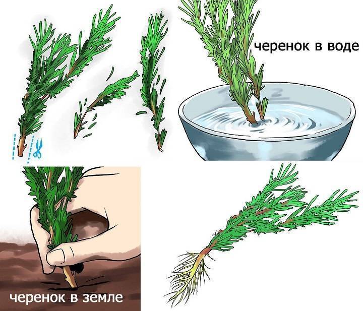 Могут ли у срубленной елки вырасти корни. как вырастить сосну из ветки: подготовка и укоренение