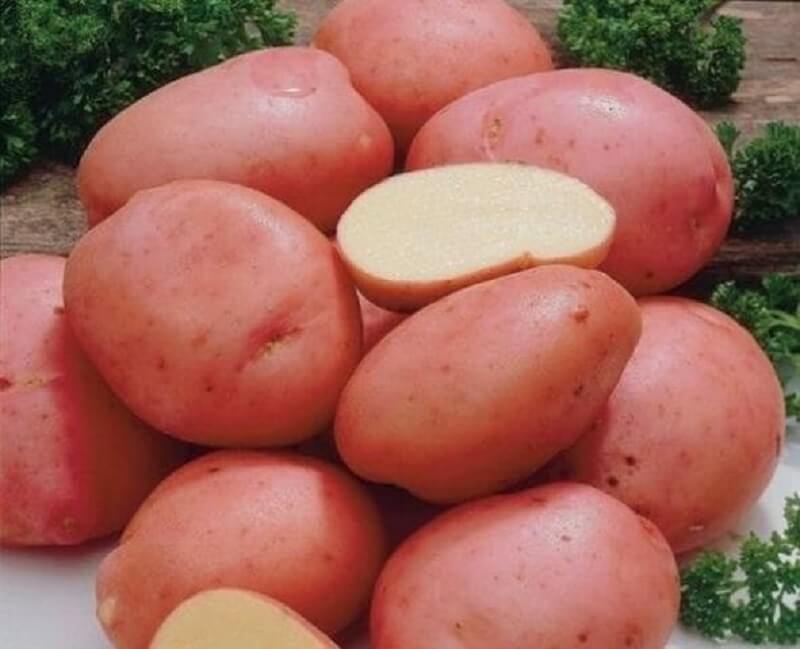 Сорт картофеля ред соня: фото, отзывы, описание, характеристики