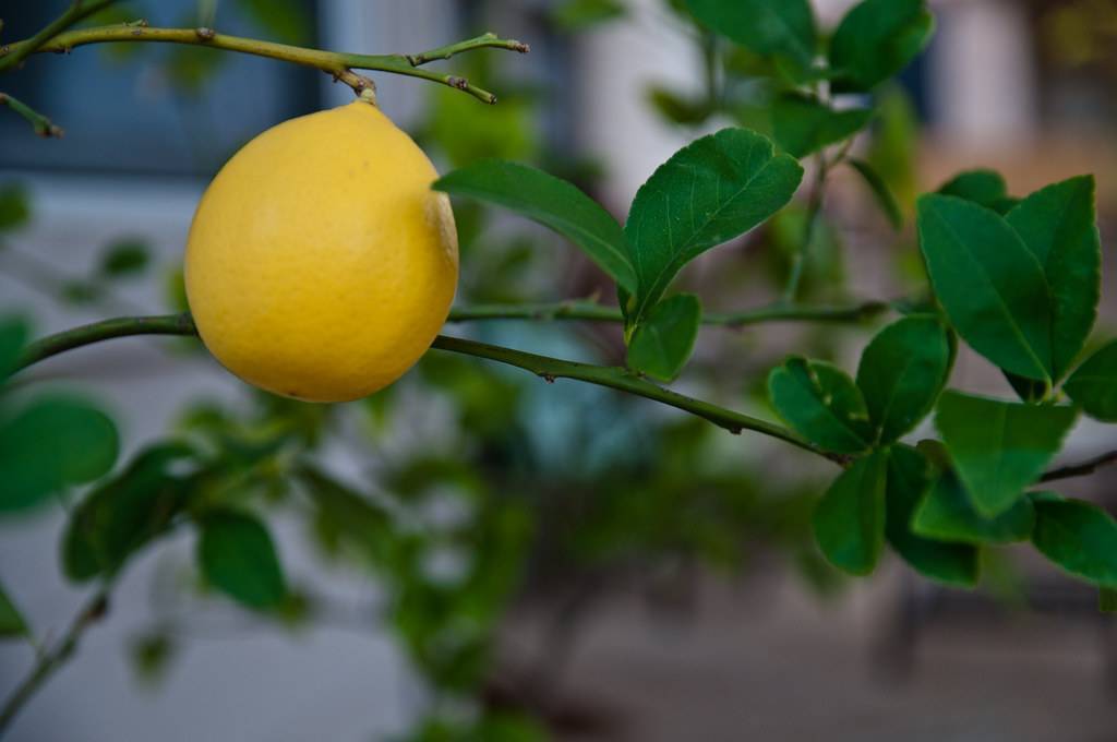 Виды лимонов комнатных. сорта и виды лимонов для домашнего выращивания