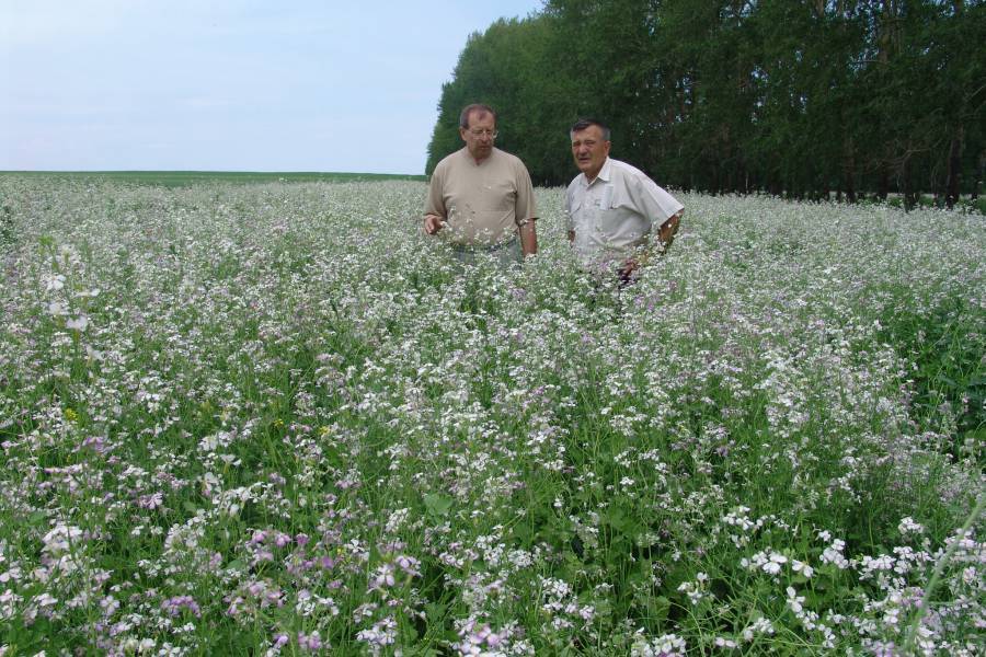 Маслянистая редька фото