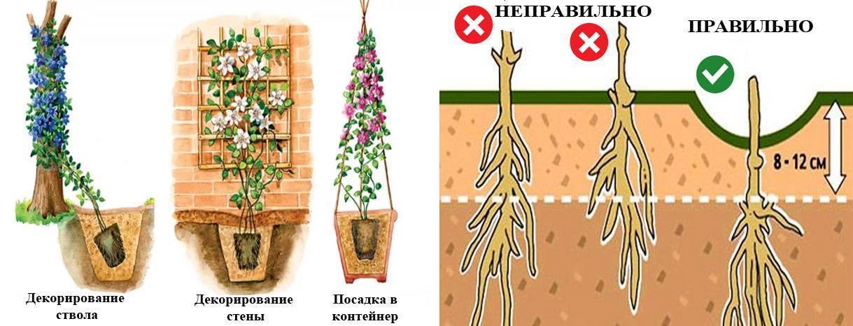 Посадка клематиса схема