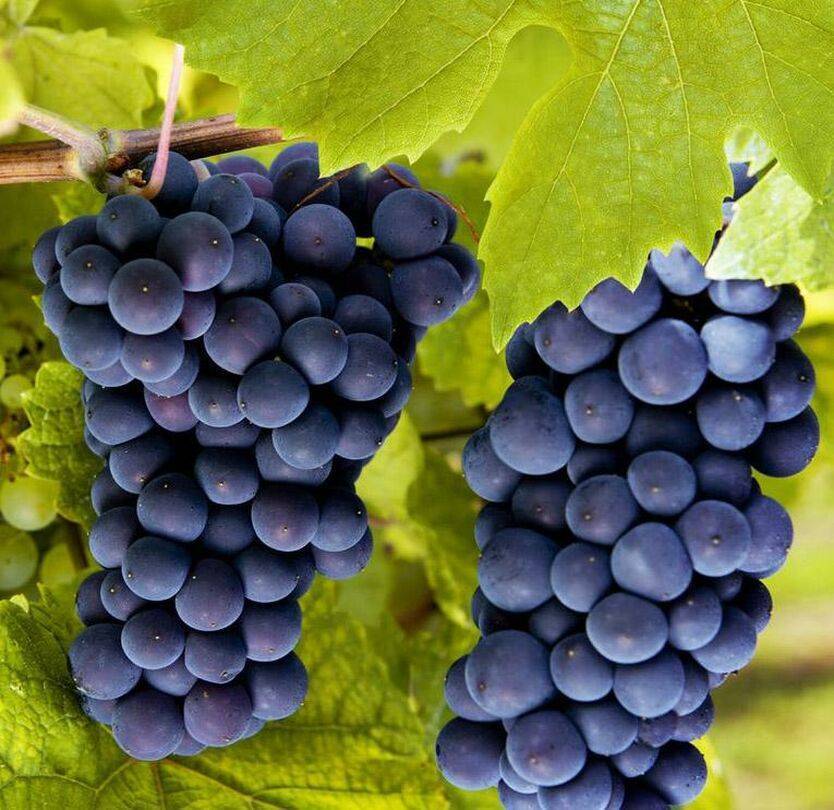 Виноград молдова: урожайность, вкус ягод, параметры куста. размножение и посадка
