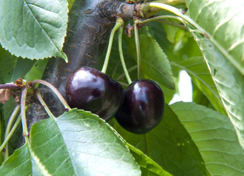 Сорт вишни черная крупная фото и описание сорта фото