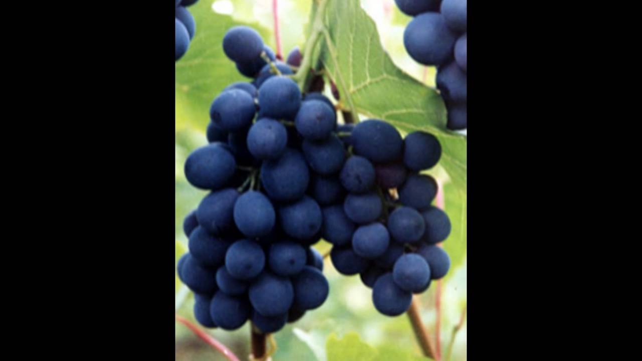 Виноград шахтер - мир винограда - сайт для виноградарей и виноделов