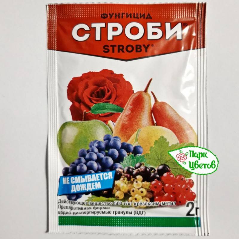 Фунгициды для винограда: системные, контактные, применение, обработка препаратами кардио топ, строби, шавит, хорус, микал, топаз, квадрис