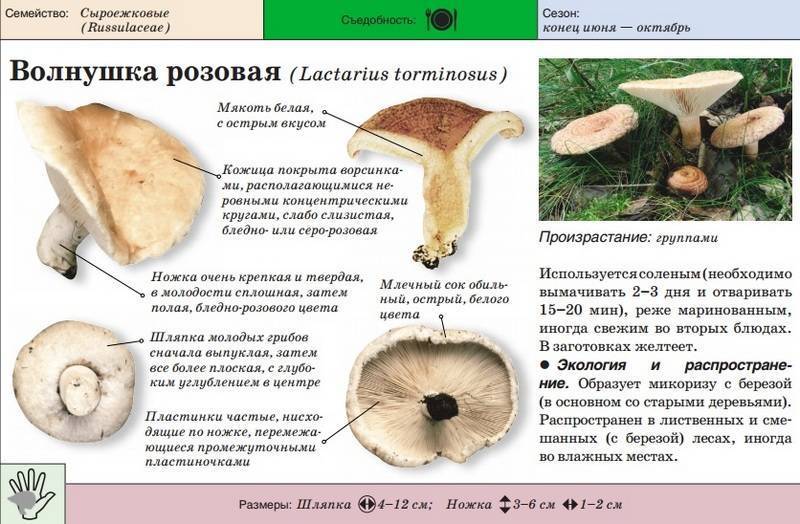 Грибы волнушки: польза и применение- полезные свойства грибов волнушек и приготовление +фото