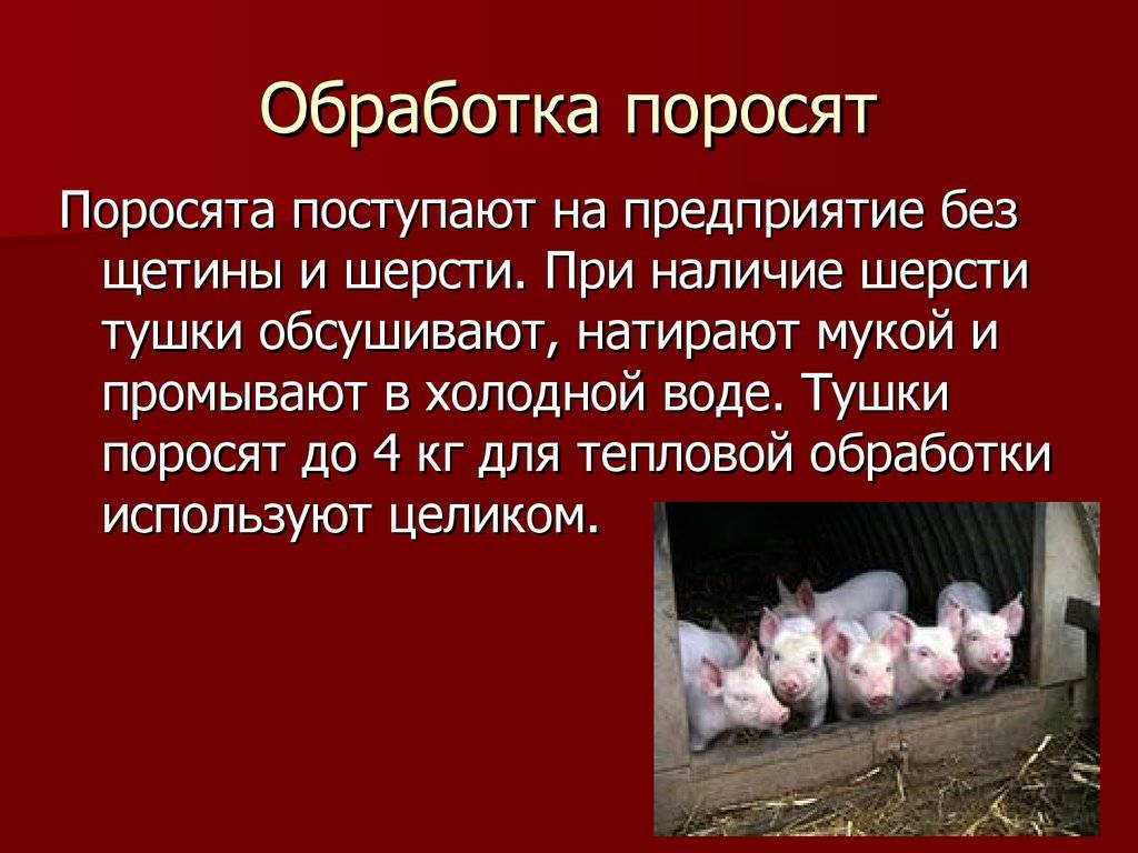 Режем свинью: когда и как правильно забивать свинью (120 фото)