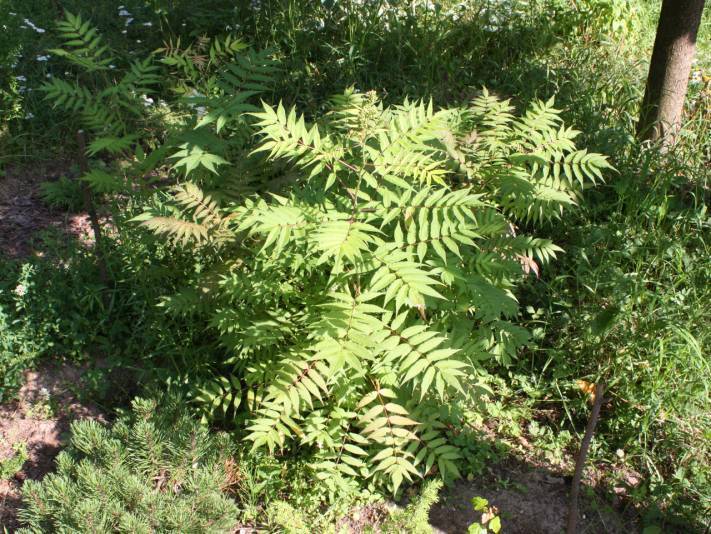 Рябинник рябинолистный (sorbaria sorbifolia) — неприхотливый кустарник с роскошными соцветиями