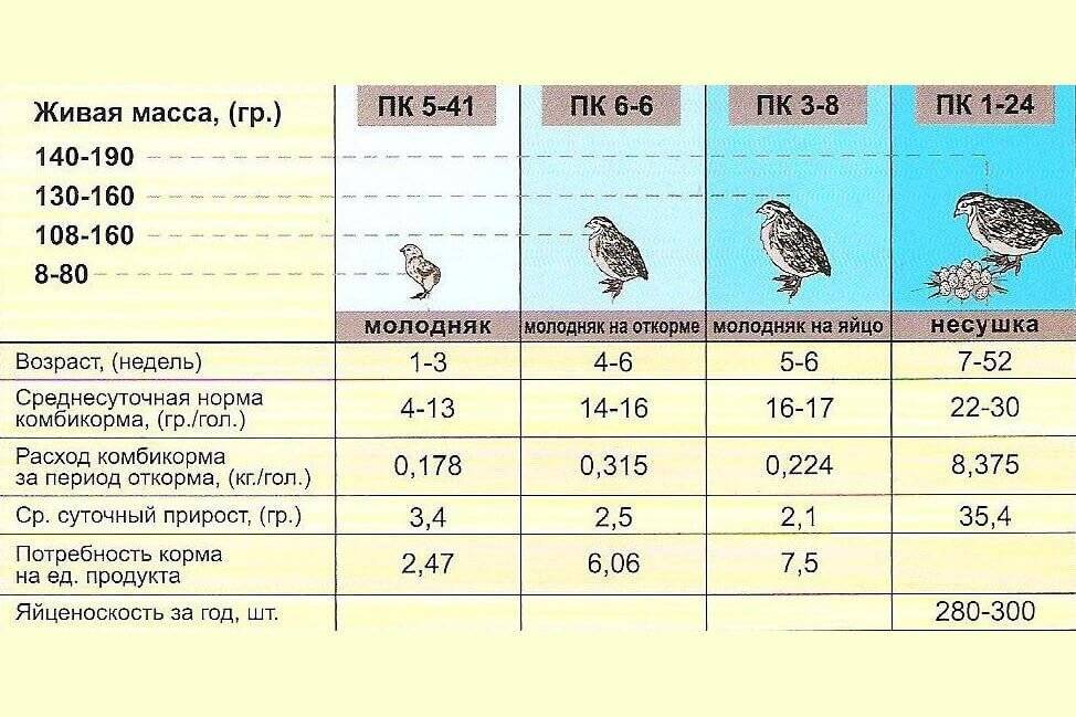 Схема пропойки перепелов с первого дня жизни