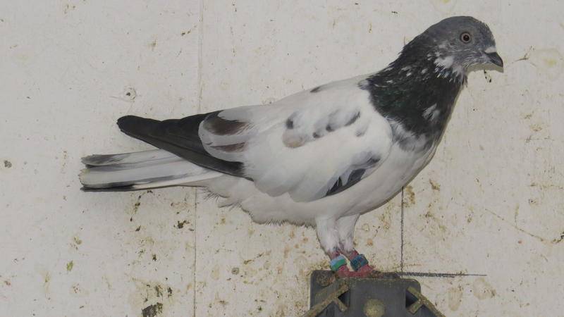 Венгерские голуби: фото, описание, характеристика