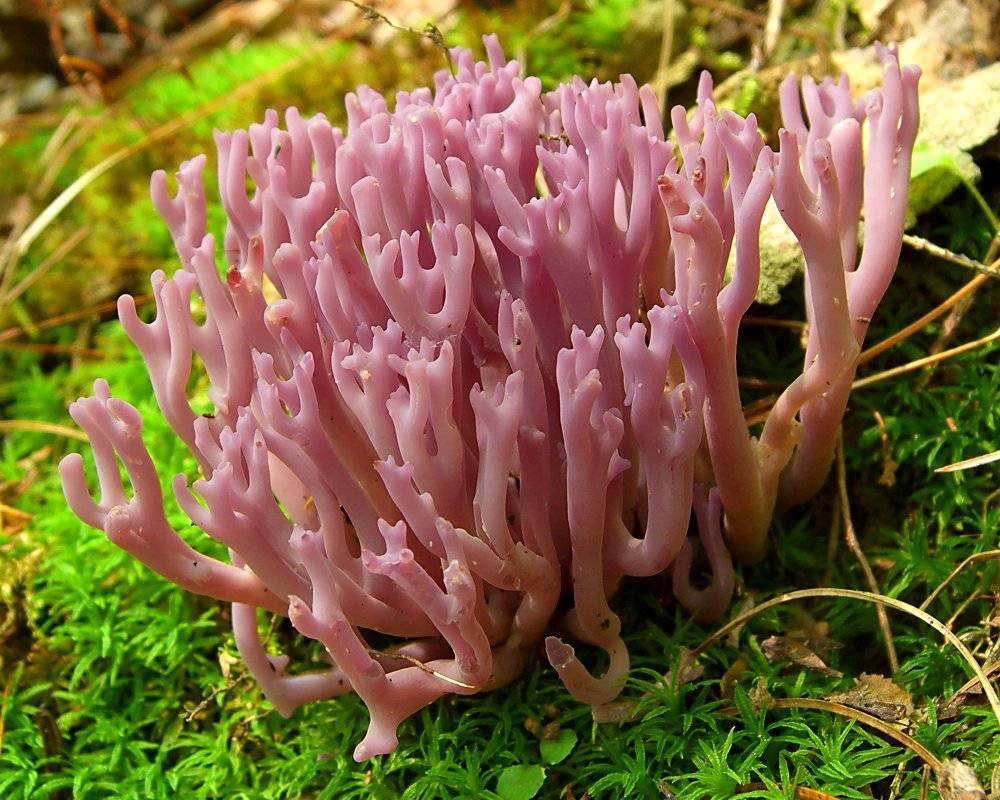 Коралловый гриб: описание, полезные свойства