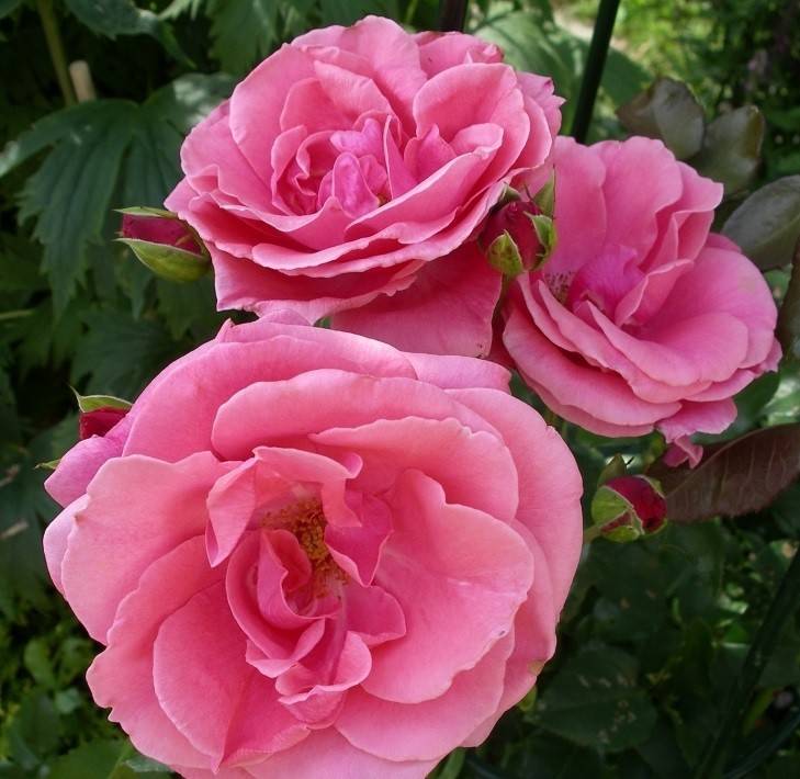 Плетистая роза лавиния, фото и описание