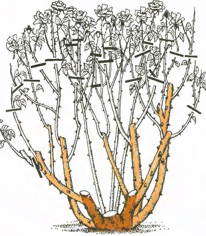 Как обрезать вьющуюся розу. Осенняя обрезка чайно-гибридных роз. Формирующая обрезка чайно-гибридной розы. Обрезка плетистой розы кустом осенью. Обрезка роз флорибунда осенью.