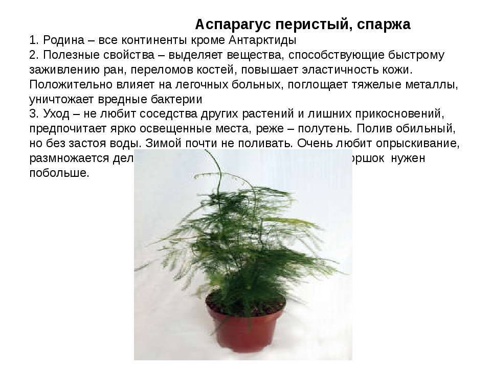 Аспарагус - фото комнатного цветка, уход в домашних условиях, виды растений, размножение