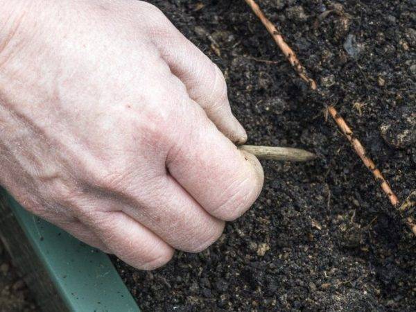 Когда и как сажать морковь весной 2021 года семенами в открытый грунт