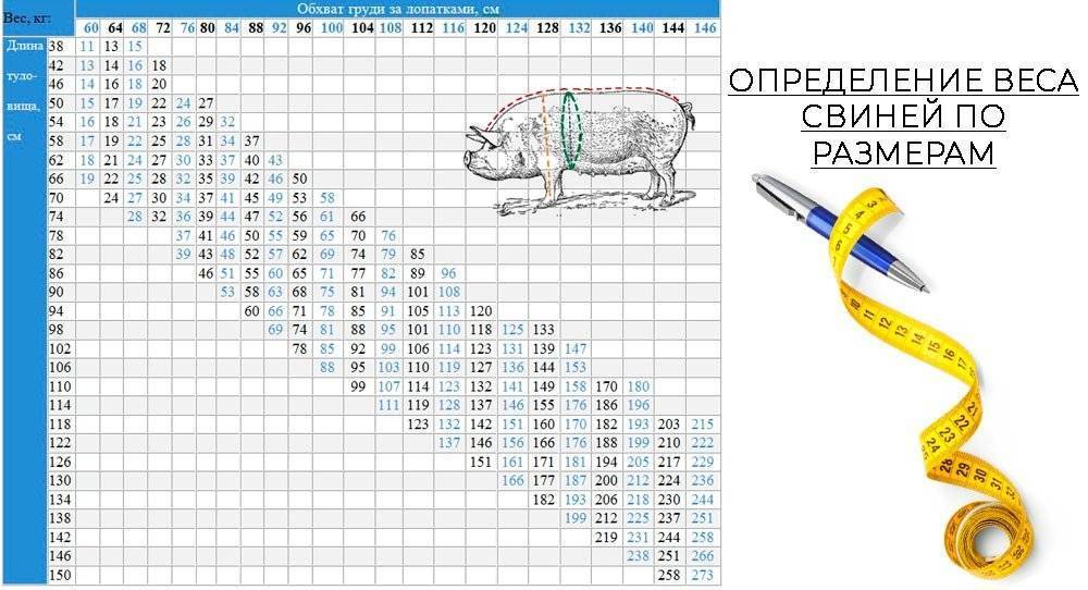 Как узнать вес свиньи с помощью рулетки таблица крупным планом