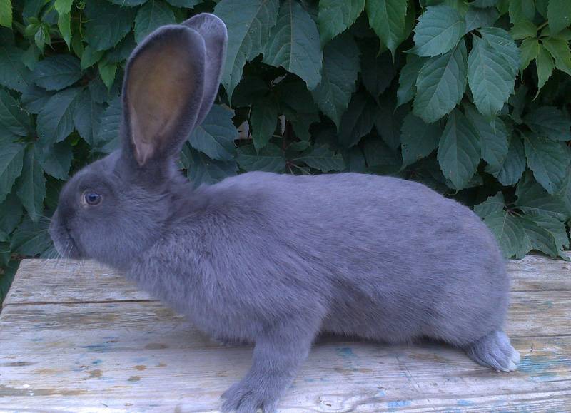 Кролики породы ризен: характеристики, содержание, разведение и отзывы