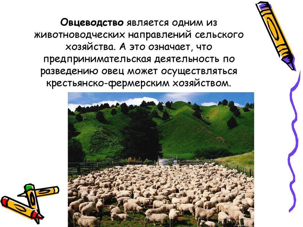 Разведение овец как бизнес выгодно или нет в домашних условиях для начинающих