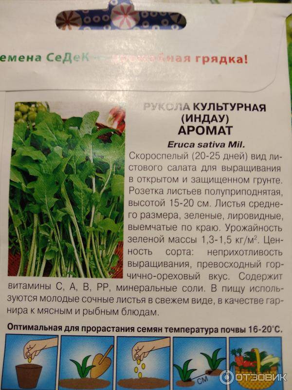 Многолетняя руккола — такая же вкусная, но более удобная в выращивании. особенности выращивания. фото — ботаничка.ru