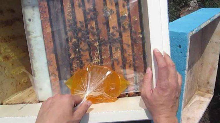 Чем подкармливать пчел: медом, подкормка мукой, дрожжами...