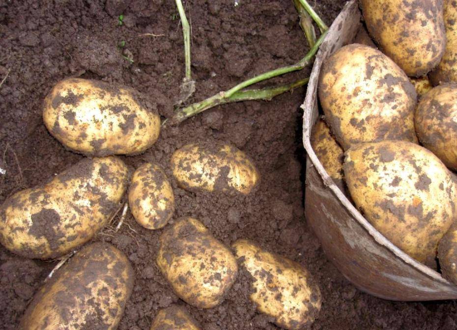 Новые сорта картофеля, выведенные в 2021 году: что в них особенного