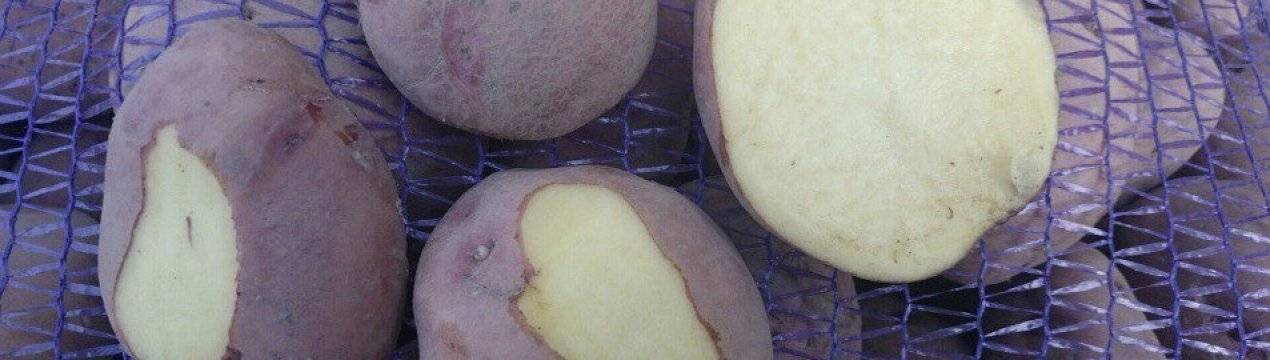 Картофель журавинка: отзывы и фото, описание сорта, выращивание, посадка и уход