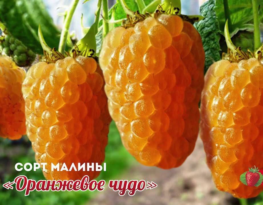 Малина оранжевое чудо [описание сорта, особенности ухода] | сад и огород
