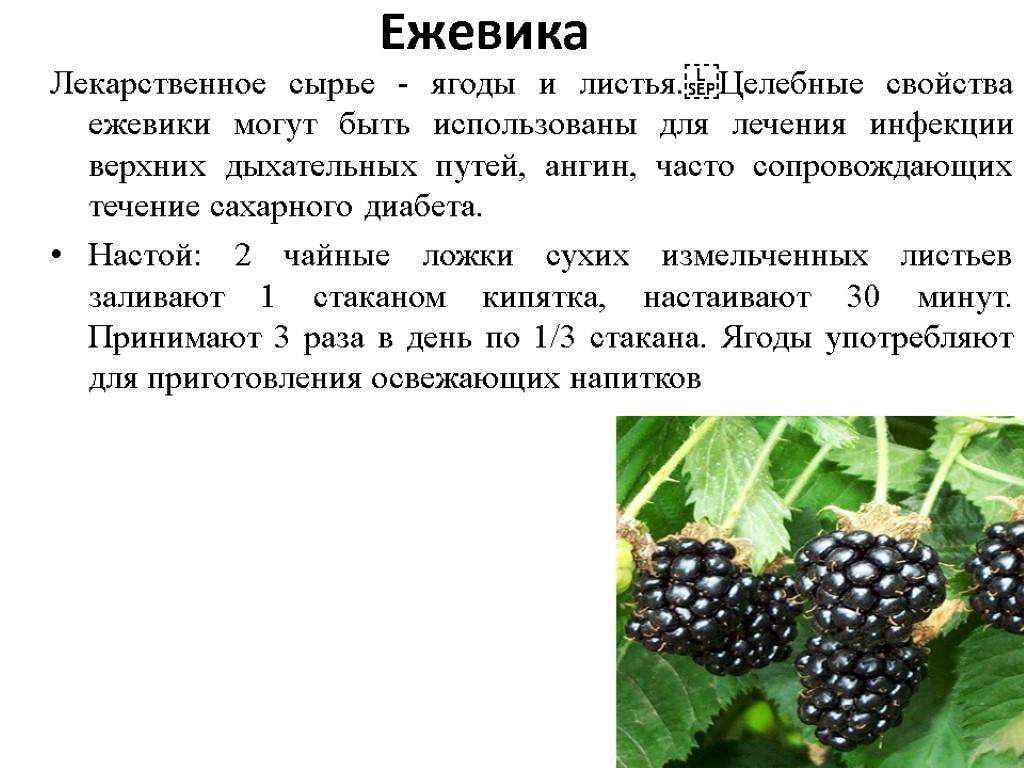 Шелковица: польза и вред, лечебные свойства,