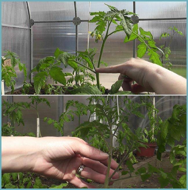 Пасынкование помидоров в открытом грунте для новичков