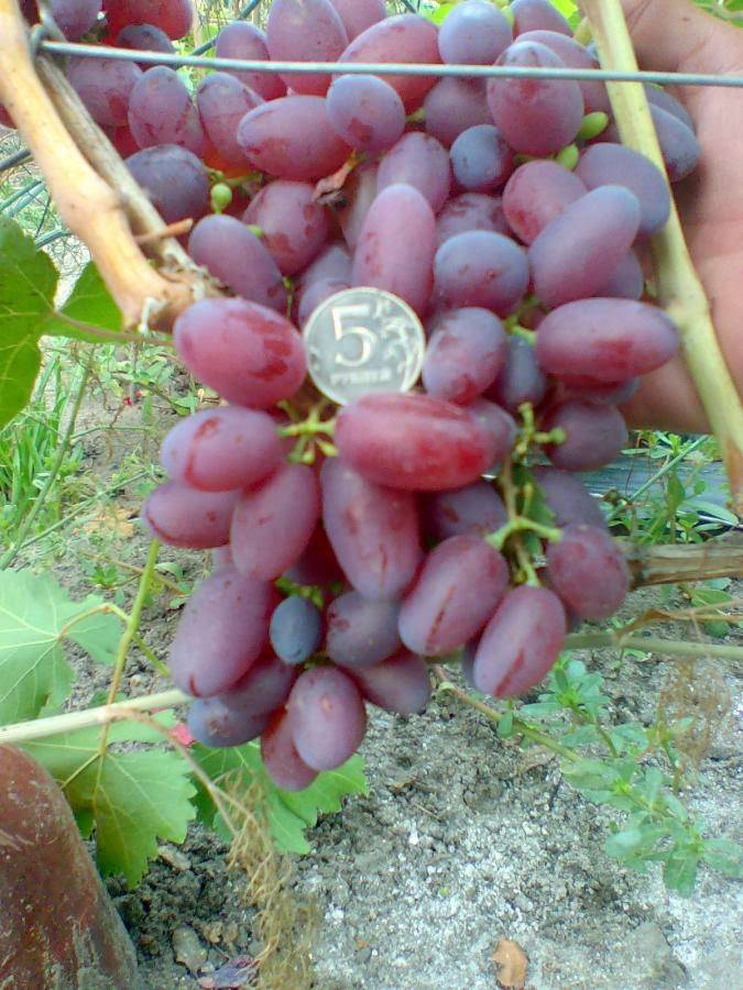Описание сорта винограда сенсация: фото и отзывы