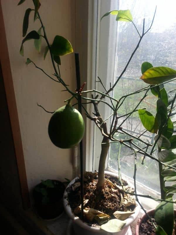 Почему у лимона опадают листья зеленые, от чего они сохнут в домашних условиях, что делать, если комнатное растение сбрасывает все плоды и не в уходе ли причина?
