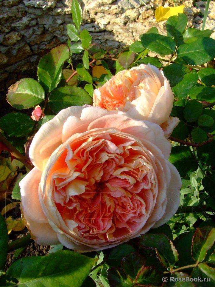 Роза abraham darby фото и описание