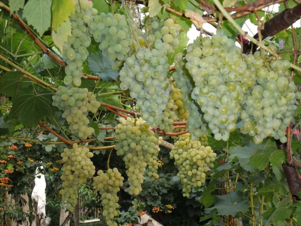 Сорт винограда «белое чудо», описание и фото